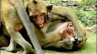 Sweet Pea Get Bit Warn From Jack, Spoil Monkey So lonely May Miss Polly.