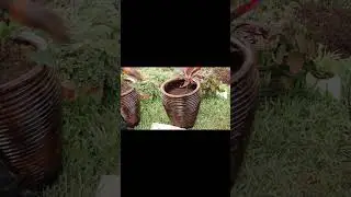 Tropical Repot Day: Flamingo Flower, Ti Plant and Gold Dust Croton Care