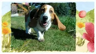 I LOVE MY BASSET HOUND