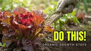 Cultivation of Organic Curly Red Lettuce Without Fertilizers And Without Chemicals