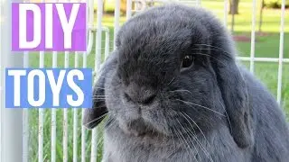 DIY RABBIT TOYS || Easy and Free Rabbit Boredom Breakers! LovableLop