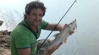 Asp Fishing on Wood Lure/ Rapfen Angeln Live Biss/ Риболов на Распер на Река Марица