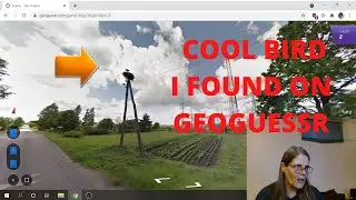 Cool Bird I found on Geogeusser (White Stork??)