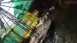 Rosy Pelicans Bathing
