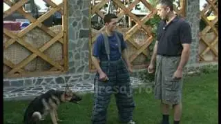 Ciobanesc German de 6 luni -Antrenament de paza - Muscatura pe costum