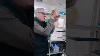 🐹 Hamsters in Bishkek 🇰🇬 | hazel-Nut | #song #music #shots #vineetvlogs #youtybeshorts #reels #memes