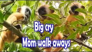 mopm walk away DODOLY baby monkey big cry|silver leaf monkey #64|wildlife99#64
