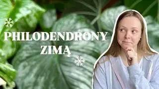 Moje philodendrony zimą・prawda o ich kondycji 