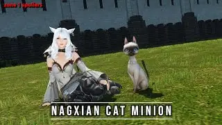 FFXIV: Nagxian Cat Minion - (First Zone Spoilers)