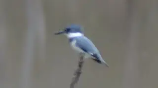 Belted kingfisher call loud sounds as waiting to catch & eat fish
