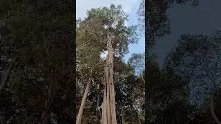 Guarant&atilde; Gigante e o barulho da floresta - Esenbeckia leiocarpa