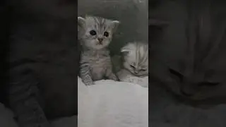 Three tiny kittens taking their first little steps 🐾✨#NewbornKittens #TinyKittens #BabyCats #Kitten
