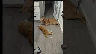 Как кошка с собакой #юмор  #беседы