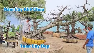 Năm Cây Khế Chua Đẹp Đáng Sưu Tầm Nhất 0343.08.2828