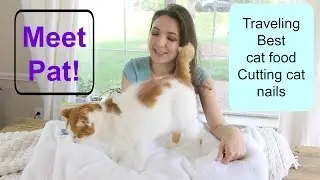 My Minimalist Cat + Cat Care