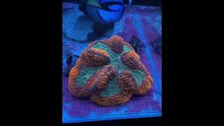 Rainbow Symphyllia Coral