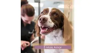 V&iacute;deo de Pet Shop criado com Videlligent