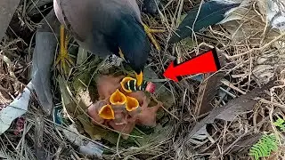 One myna bird a very big worm feed her babies @BeautyofNature4988