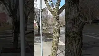 Автобус / Waiting for the bus Музыка: Steel and Fire Музыкант: VN Video Editor #usa #travel #bus