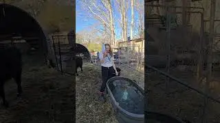 Frozen Water Trough Prevention                     #farming #winter #livestock #farmlife #homestead