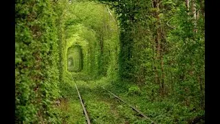 Eerie Nature: The Haunting Beauty of Nature Reclaiming