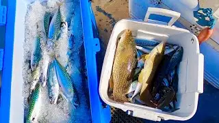 Mackerel & Lobster Fishing - Commercial Small Boat Fishing 