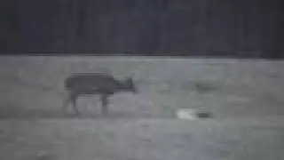 Do Animals Feel Grief? mourn their dead?