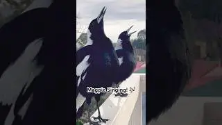 ICONIC Sounds: The Enchanting Songs of Australian Magpies
