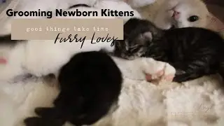 Mommy Cat Grooming Newborn Kittens