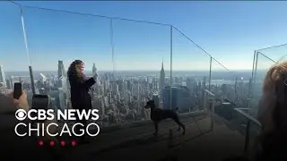 2026 Westminster Kennel Club Dog Show winner living the good life