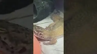 Спящая эублефарская милота! 🥰 7 января 2026 г.