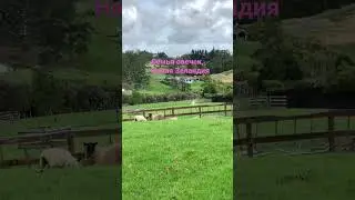 Семья новозеландских овечек с малышом #fun #video #shorts #shortsvideo #sheep #овцы #nz #ферма