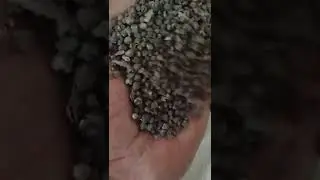 pepper husk cultivation/wholesale supplier/spices no1 exporter/smile group of companies/9047383836|