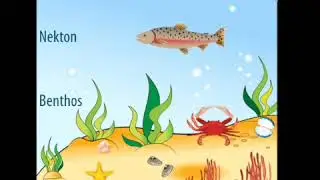 Marine life and Deposits