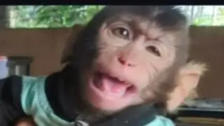 baby monkey MONA didn't want far away from Dad😭😭