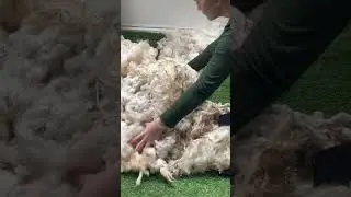 Preparing a sheep fleece for spinning #spinning #spinningyarn #carding #woolencraft #wool #sheep