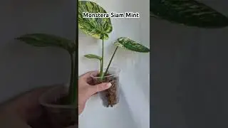 Monstera Siam Mint