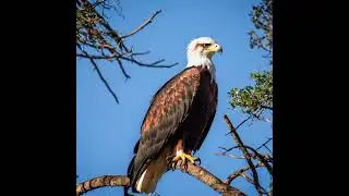 ENDANGERED. The Pallas's Fish Eagle bird. How to identify birds. Fun facts and informations.