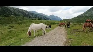 Wandern/ Steiermark/Schladming