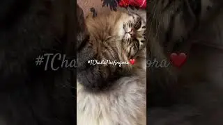 #cutecat #youtubeshorts #angoracat #cat #catshorts #shorts #viralcat #trending