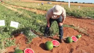 Селекционер арбузов Мэтт Кинкейд рассказывает нам о новейших сортах