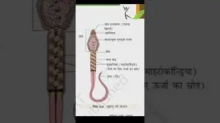 Human Reproduction (ch 2) #biology #biologyclass12