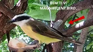 Great Kiskadee (Bem-te-vi)   | Urban Bird in Brazil