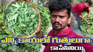 మా దడి మీద  పాకిన చిక్కుడుపాదుకు  చిక్కుడు  కాయలు విరగ కాసేసినియ్యి, ఈ రోజు పెద్ద ప్రమాదం  తప్పింది.