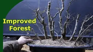 Improving a Zelkova Bonsai Forest (Adding trees & repotting)
