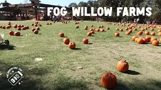 TAJ - Fog Willow Farms