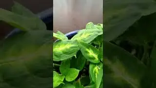 Window Plants 12