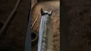 Опять пропала￼🥲 #equestrian #jumping #equestriangirl #eventing #horse #riding #dressage #лошади