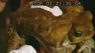 Hung cane toad racing in Darwin-narated by Russell Crowe.wmv
