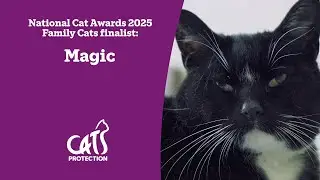 Magic | The cat helping heal his owner's grief | National Cat Awards 2025